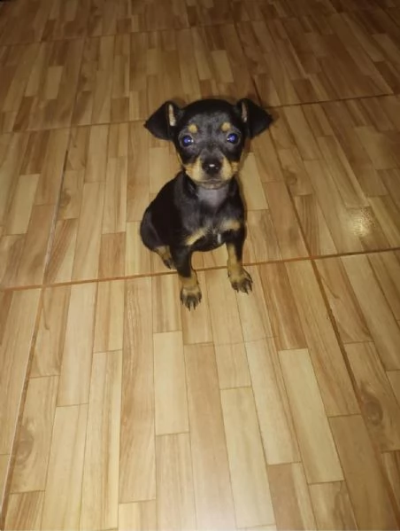 regalo cuccioli di pinscher 