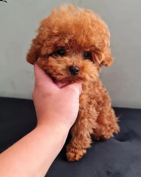 cuccioli barboncino nano albicocca | Foto 0