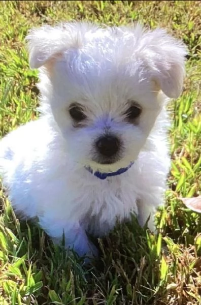 cuccioli di maltese taglia toy