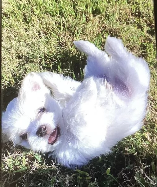 cuccioli di maltese taglia toy | Foto 0