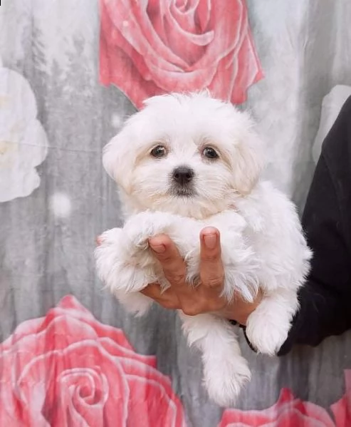 cuccioli di maltese puro maschiettofemminuccia | Foto 0