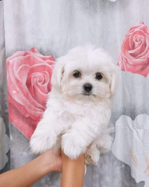 cuccioli di maltese puro maschiettofemminuccia