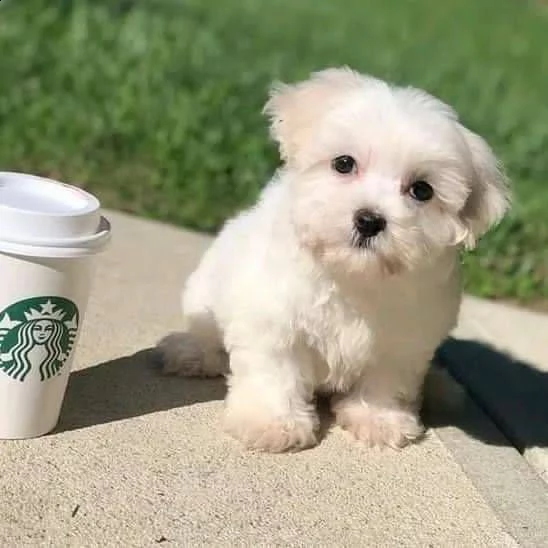 cuccioli di maltesi toy