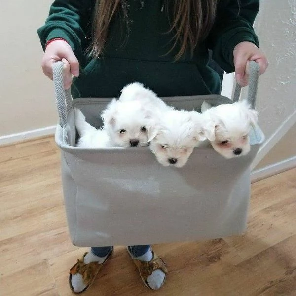 bianchissimi cucciolini maltese