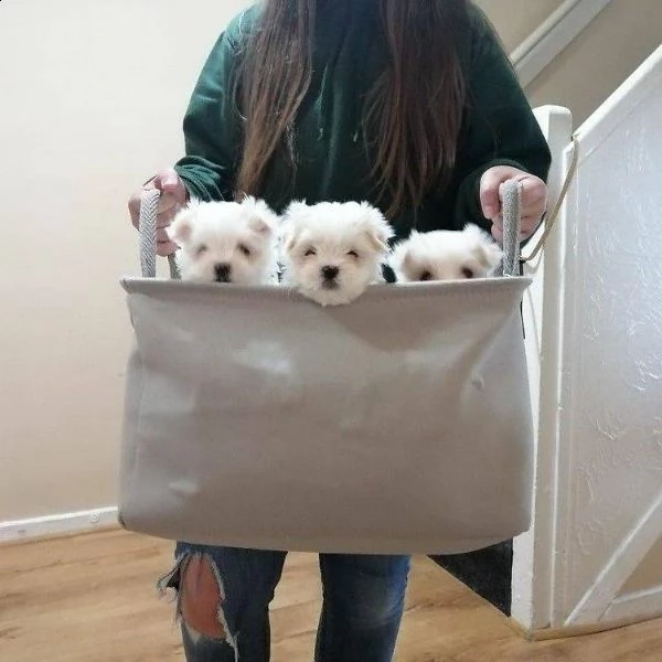bianchissimi cucciolini maltese | Foto 0