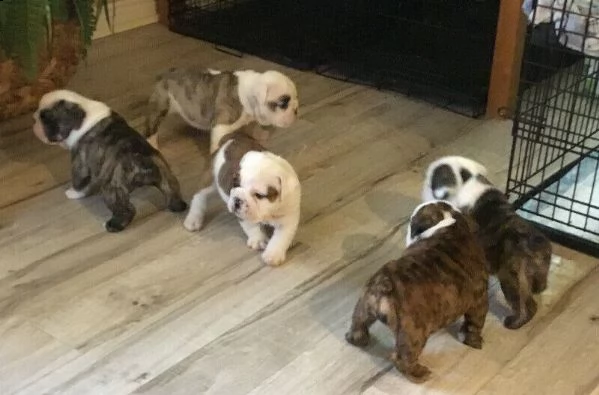 cuccioli di bulldog inglese