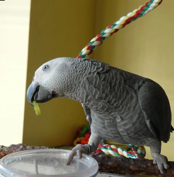 pappagalli cenerino | Foto 1
