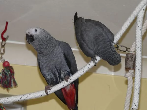 pappagalli cenerino