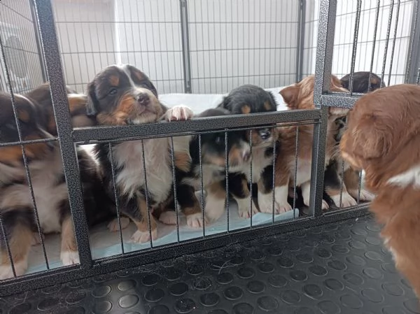 ultimi cuccioli australian sheperd pastore australiano con pedigree enci roi