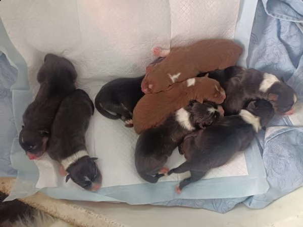 ultimi cuccioli australian sheperd pastore australiano con pedigree enci roi | Foto 3