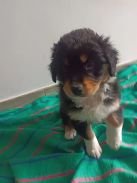 ultimi cuccioli australian sheperd pastore australiano con pedigree enci roi | Foto 1