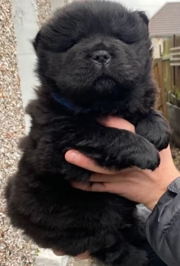 cuccioli di chow chow