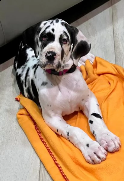cuccioli alani figli di riproduttori selezionati  | Foto 1