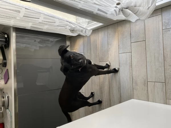 regalo simil labrador nero 4 anni