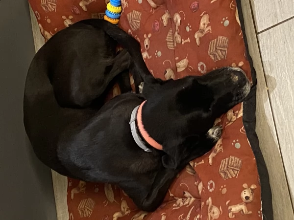 regalo simil labrador nero 4 anni | Foto 1