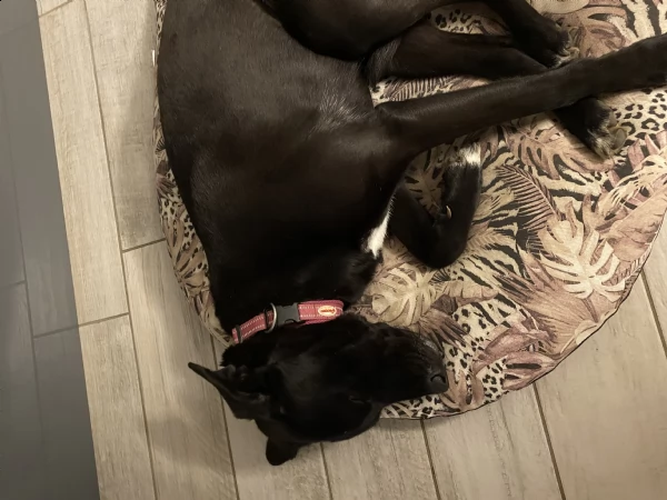 regalo simil labrador nero 4 anni | Foto 0