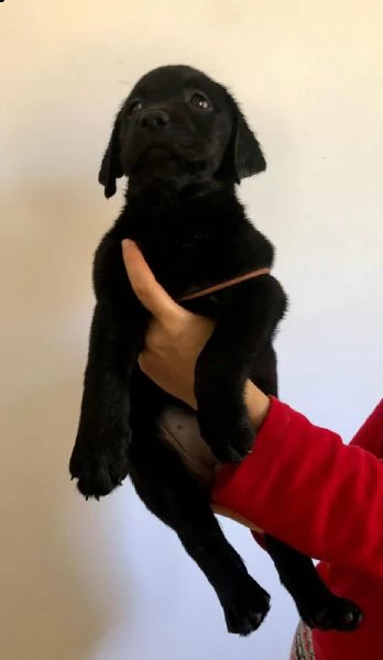 vendita cuccioli di labrador con pedigree 