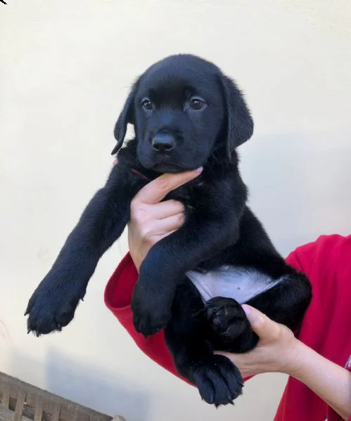 vendita cuccioli di labrador con pedigree  | Foto 6