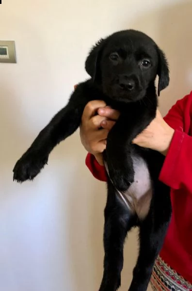 vendita cuccioli di labrador con pedigree  | Foto 5