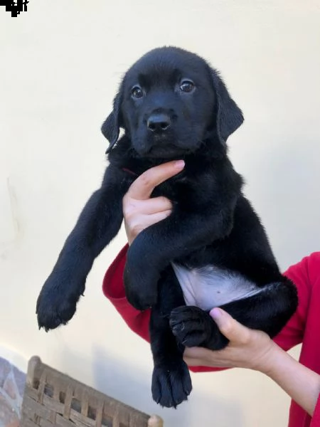 vendita cuccioli di labrador con pedigree  | Foto 4