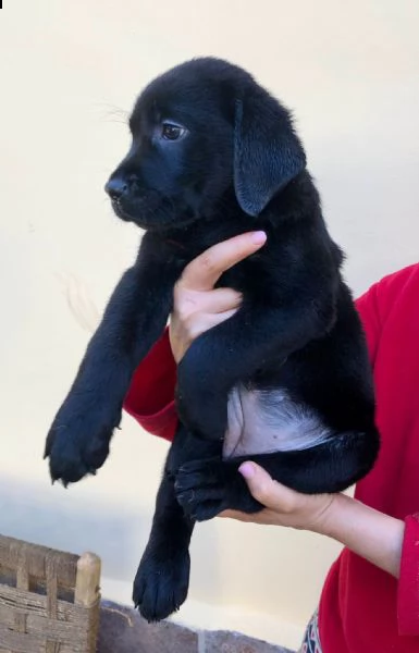 vendita cuccioli di labrador con pedigree  | Foto 3