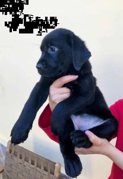 vendita cuccioli di labrador con pedigree  | Foto 2