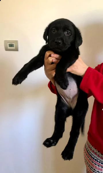 vendita cuccioli di labrador con pedigree  | Foto 1