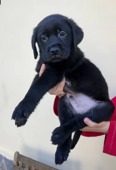 vendita cuccioli di labrador con pedigree  | Foto 0