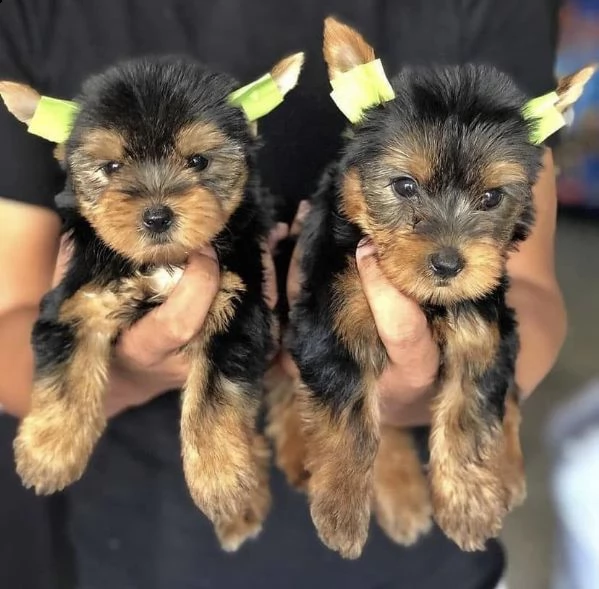 regalo magnifico cuccioli di yorkie toy