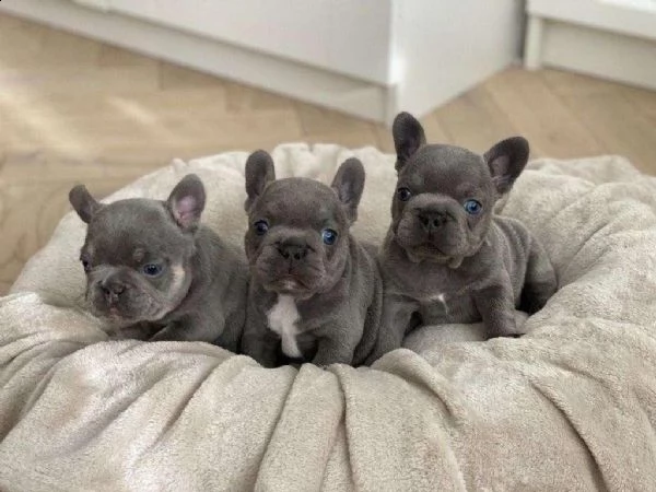 regalo cuccioli di bulldog francese registrati kci  in tutta italia