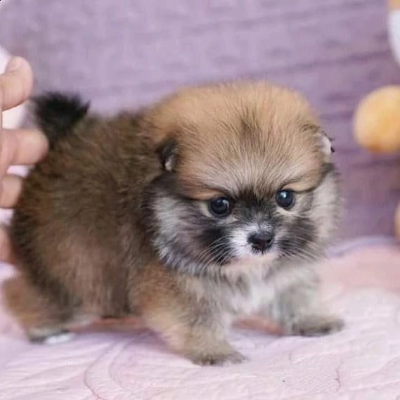 regalo cucciolo da volontario