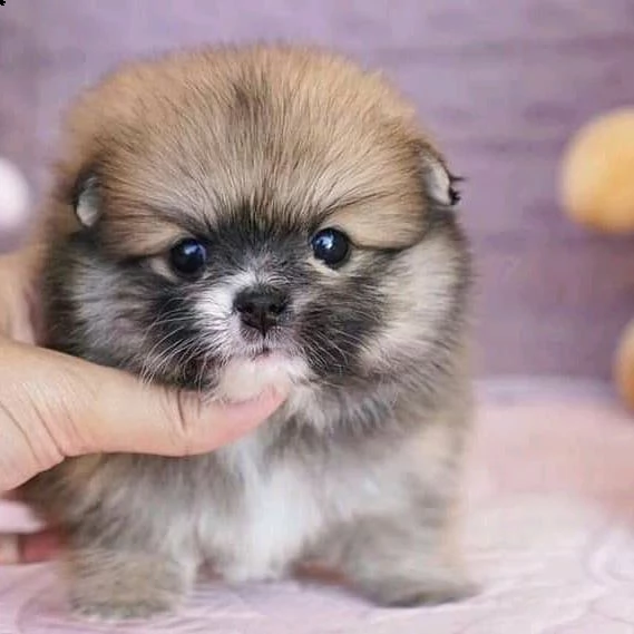 regalo cucciolo da volontario | Foto 0