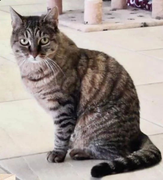 amalia nata nel 2016