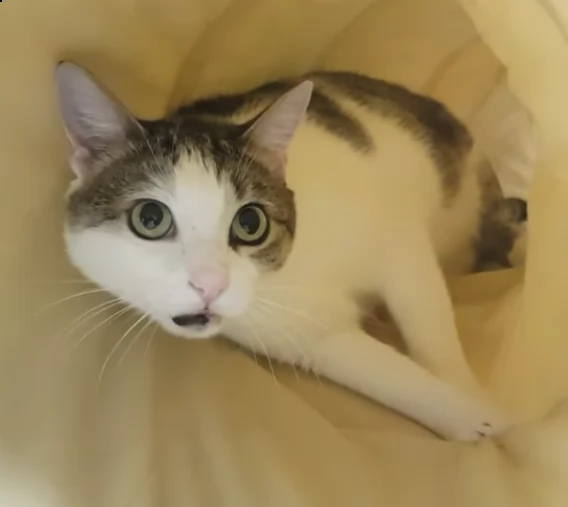 isabello: la dolcezza fatta gatto nato nel 2021