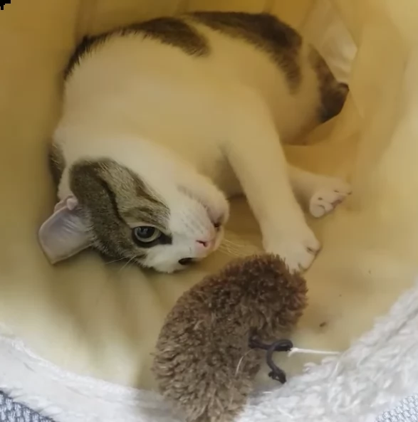 isabello: la dolcezza fatta gatto nato nel 2021 | Foto 1