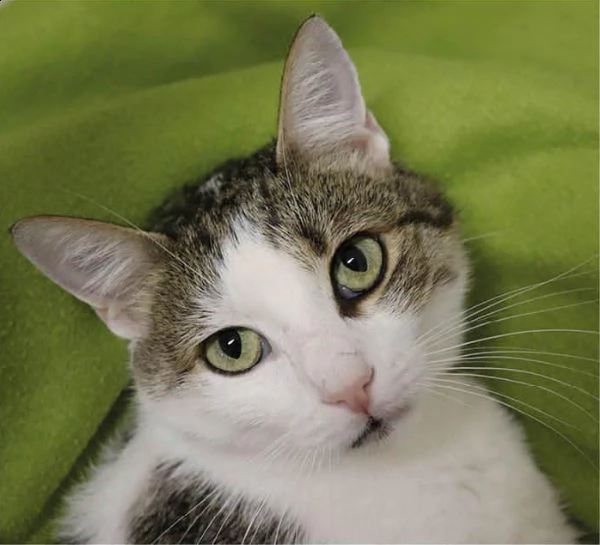 isabello: la dolcezza fatta gatto nato nel 2021 | Foto 0