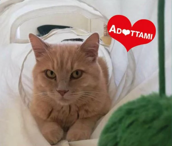 stalin: un gattone sereno che ama giocare nato nel 2019 | Foto 0