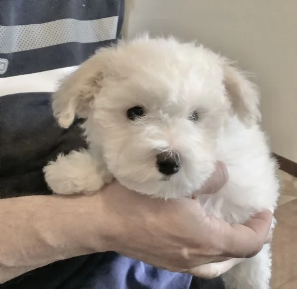 cuccioli maschi di bichon poil frise 