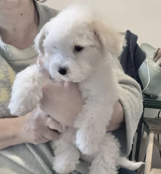 cuccioli maschi di bichon poil frise  | Foto 1