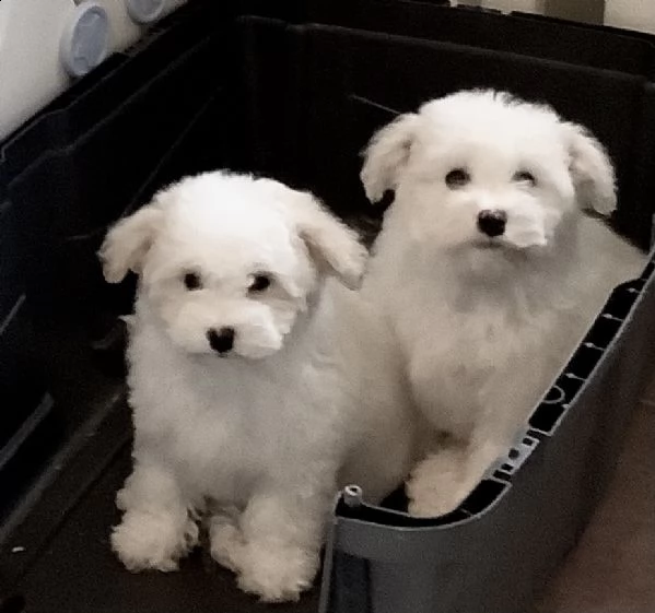 cuccioli maschi di bichon poil frise  | Foto 0