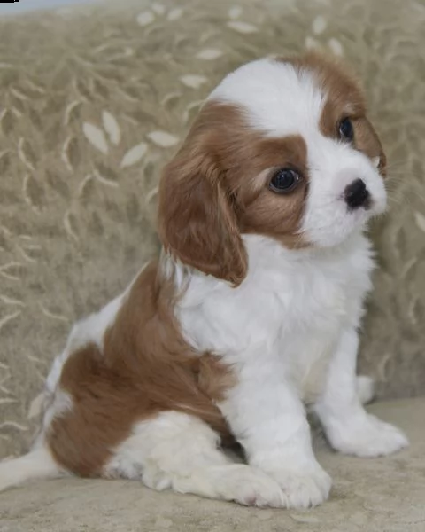 regalo cavalier king cuccioli meravigliosi  