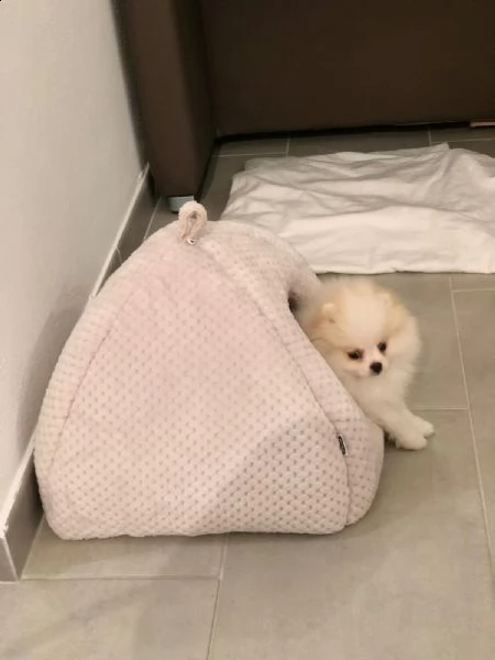 spitz pomerania nano  | Foto 4