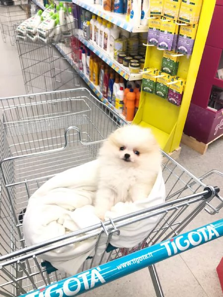spitz pomerania nano  | Foto 3