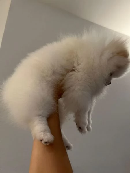 spitz pomerania nano  | Foto 2