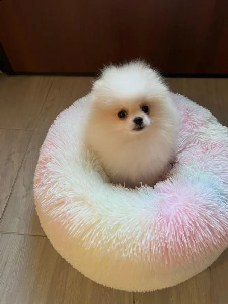 spitz pomerania nano  | Foto 1