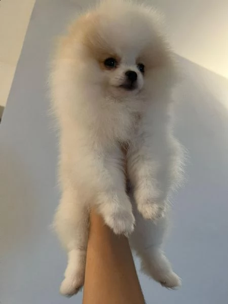 spitz pomerania nano 