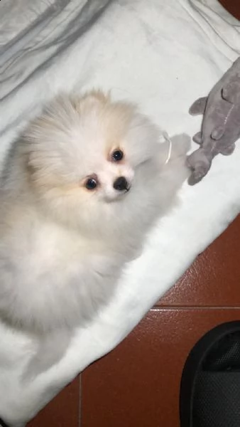 spitz pomerania nano  | Foto 0