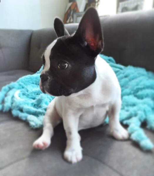 bulldog  bouledogue francese cuccioli