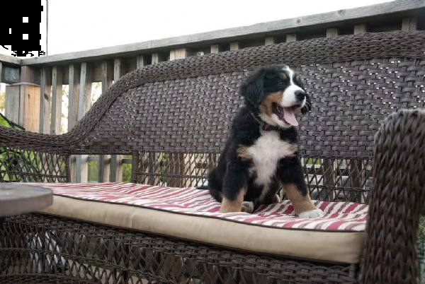 cuccioli bovaro del bernese | Foto 0