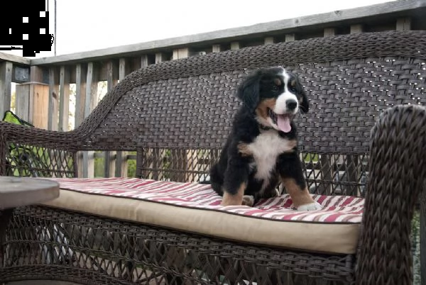 cuccioli bovaro del bernese